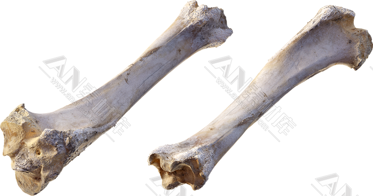 骨头3d模型fbx格式贴图764